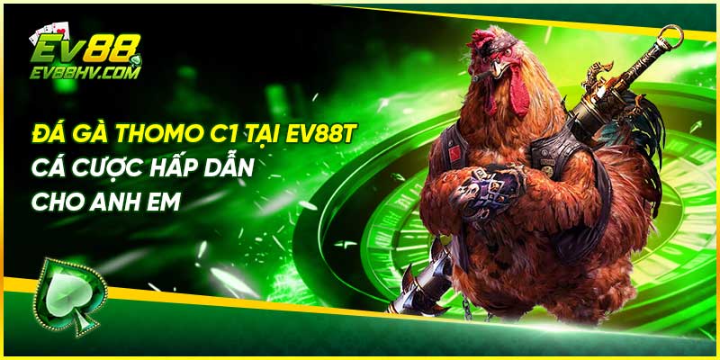 Đá Gà Thomo C1 Tại EV88 - Cá Cược Hấp Dẫn Cho Anh Em