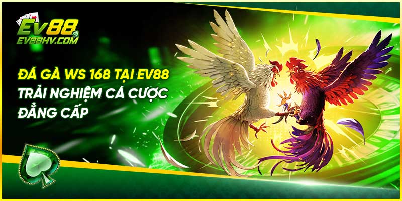 Đá Gà WS168 Tại EV88 - Trải Nghiệm Cá Cược Đẳng Cấp